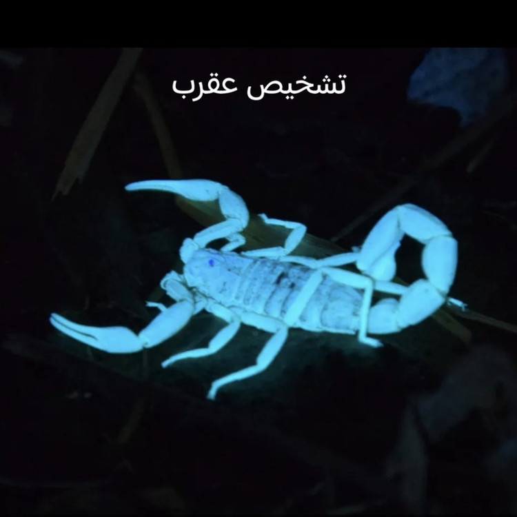 چراغ قوه دستی کینگ لایت مدل UV-365nm با نور بنفش